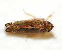Scaphoideus cylindratus - photo 3