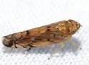 Scaphoideus cylindratus - photo 4