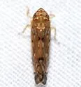 Scaphoideus cylindratus - photo 5