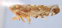 Scaphoideus flavidus