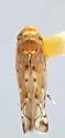 Scaphoideus flavidus - photo 2