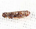 Scaphoideus frisoni