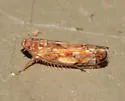 Scaphoideus immistus - Scaphoideus immistus
