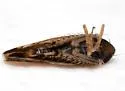 Scaphoideus immistus - photo 3