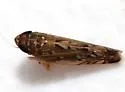 Scaphoideus immistus - photo 4