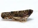 Scaphoideus immistus - photo 5