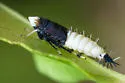 Scaphoideus incisus - photo 2