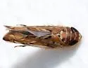Scaphoideus incisus - photo 3