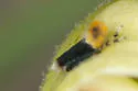 Scaphoideus incisus - photo 4
