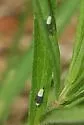 Scaphoideus incisus - photo 5