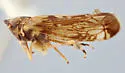 Scaphoideus lacyi