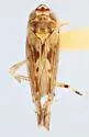 Scaphoideus lacyi - photo 2
