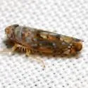 Scaphoideus lophus - Scaphoideus lophus