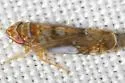 Scaphoideus lophus - photo 2