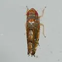 Scaphoideus lophus - photo 3