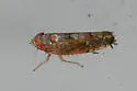 Scaphoideus lophus - photo 4