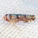 Scaphoideus lophus - photo 5