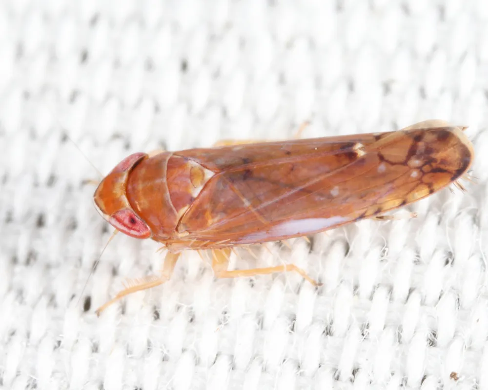 White-banded Elm Leafhopper - photo 2