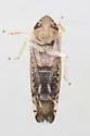 Scaphoideus major - photo 2