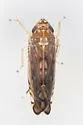 Scaphoideus major - photo 3