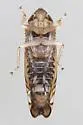Scaphoideus major - photo 4