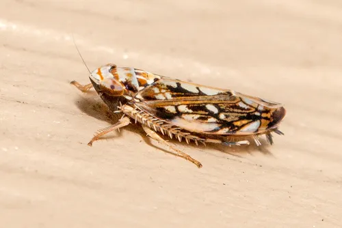 Scaphoideus melanotus