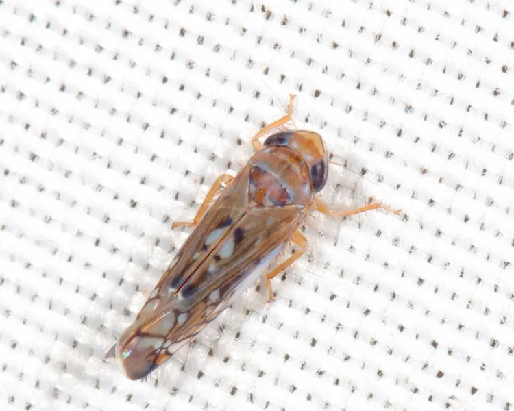 Scaphoideus minor - photo 2