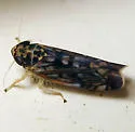 Scaphoideus nigrellus - Scaphoideus nigrellus