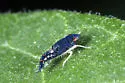Scaphoideus nigrellus - photo 2