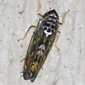 Scaphoideus nigrellus - photo 3