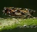 Scaphoideus nigrellus - photo 4