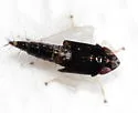 Scaphoideus nigrellus - photo 5