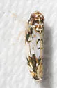 Scaphoideus obtusus - photo 2