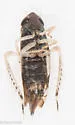 Scaphoideus obtusus - photo 3