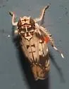 Scaphoideus obtusus - photo 4