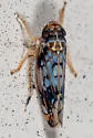 Scaphoideus obtusus - photo 5