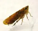 Scaphoideus ochraceus - Scaphoideus ochraceus