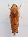 Scaphoideus ochraceus - photo 2