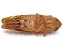 Scaphoideus ochraceus - photo 3