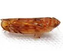 Scaphoideus ochraceus - photo 4