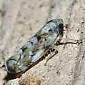 Scaphoideus opalinus