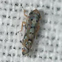 Scaphoideus opalinus - photo 2