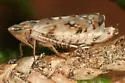 Scaphoideus opalinus - photo 3