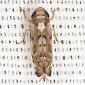 Scaphoideus opalinus - photo 4
