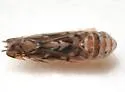 Scaphoideus paludosus - photo 2