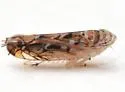 Scaphoideus paludosus - photo 3