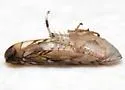 Scaphoideus paludosus - photo 4