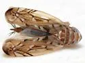 Scaphoideus paludosus - photo 5