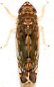 Scaphoideus productus - photo 2