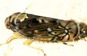 Scaphoideus pullus - photo 2